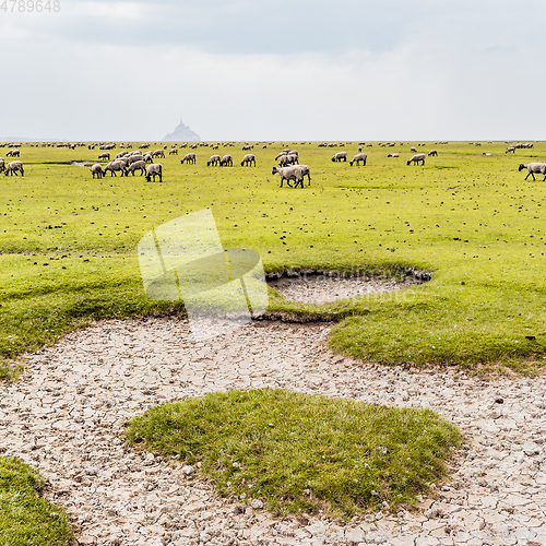 Image of Bay of Mont Saint-Michel and sheeps