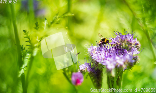 Image of Phacelia tanacetifolia flower and bumblebee