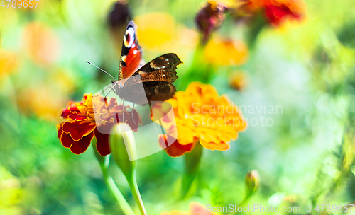 Image of European peacock butterfly gathering pollen