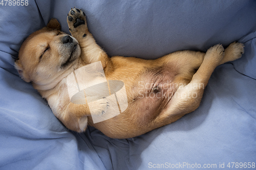 Image of Newborn puppy sleeping  on blanket