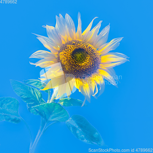 Image of Sunflower against water blue