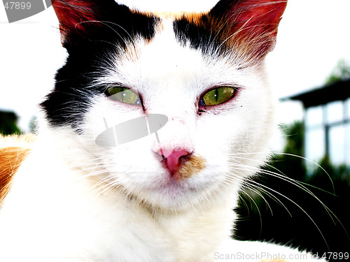 Image of Brooding Cat