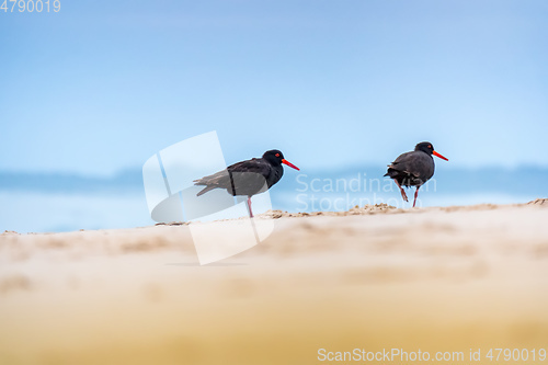 Image of Black Oystercatcher bird