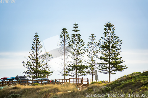 Image of trees at a beach in south Australia