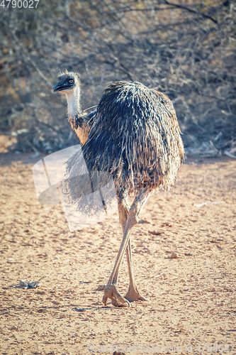 Image of Emu bird in the Australia outback