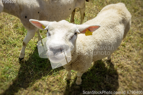 Image of sheep in the green meadow