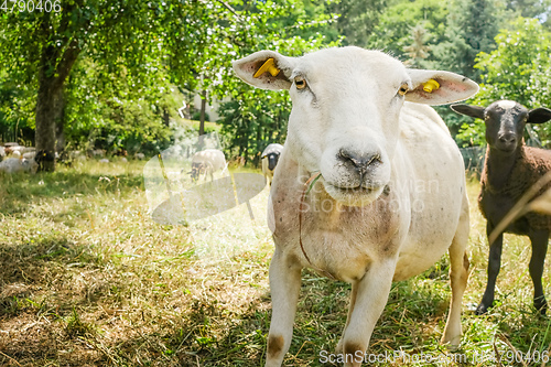 Image of sheep in the green meadow