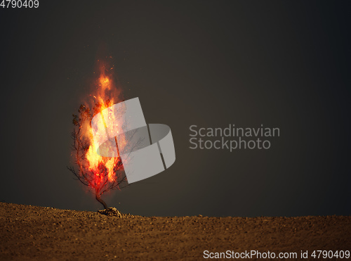 Image of burning thorn bush christian symbol
