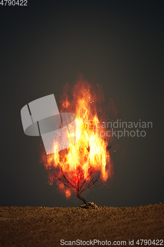 Image of burning thorn bush christian symbol