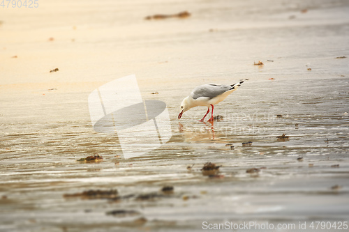 Image of seagull picking something at the sandy beach in Western Australi