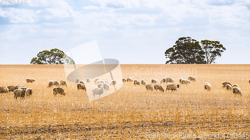 Image of Flock of sheep in South Australia