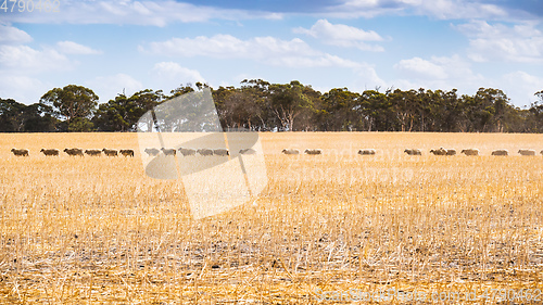 Image of Flock of sheep in South Australia