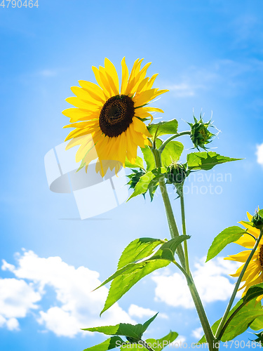 Image of single sunflower behind grid