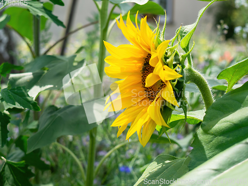 Image of single sunflower in the garden