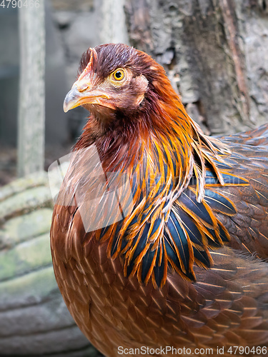 Image of young hen portrait