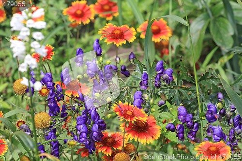 Image of Summer flowers