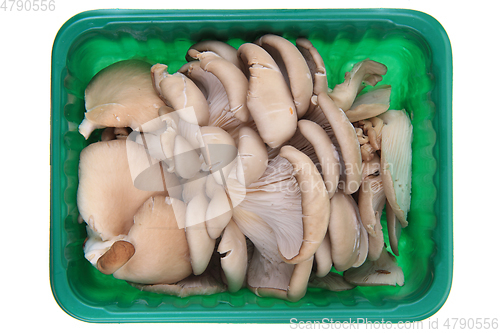 Image of oyster mushroom isolated 