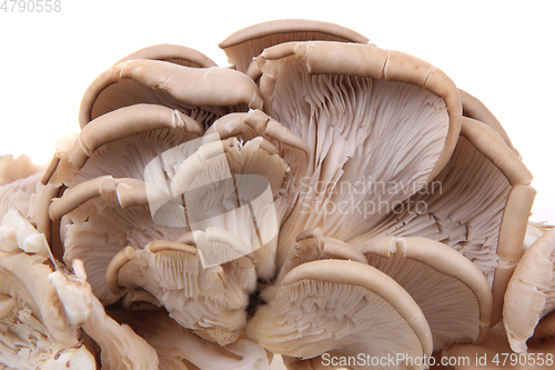 Image of oyster mushroom isolated 