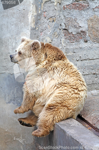 Image of Sitting bear