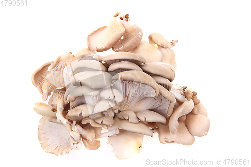 Image of oyster mushroom isolated 