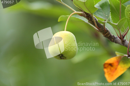 Image of Apple