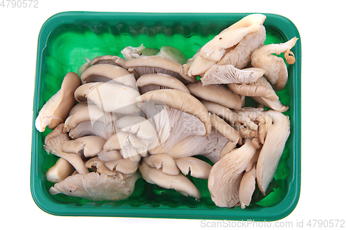 Image of oyster mushroom isolated 