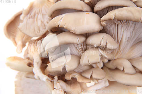 Image of oyster mushroom isolated 