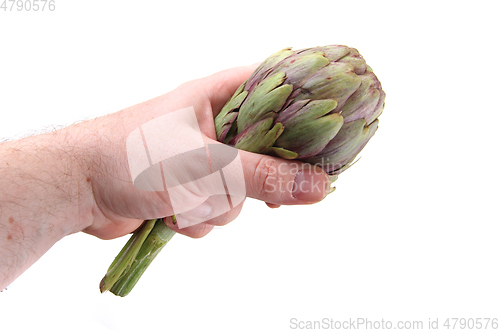 Image of fresh artichoke isolated