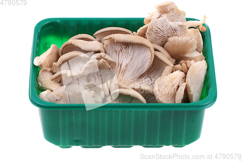 Image of oyster mushroom isolated 