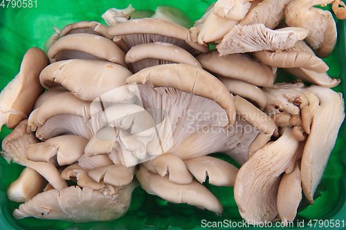 Image of oyster mushroom background