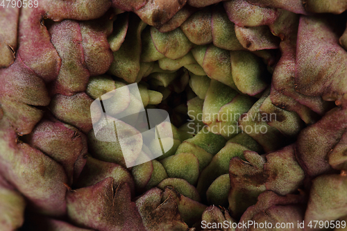 Image of fresh artichoke texture