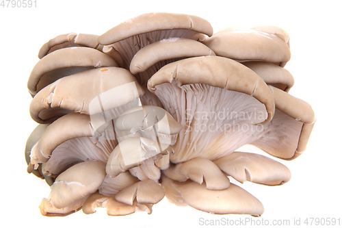 Image of oyster mushroom isolated 