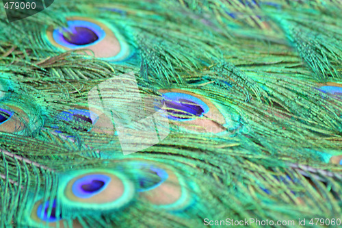 Image of Peacock's tail