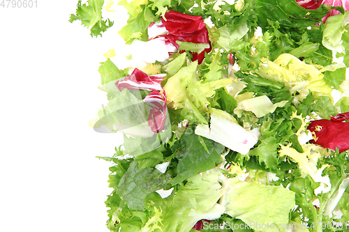 Image of fresh color lettuce 
