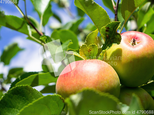 Image of some fresh apples on a tree