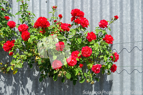 Image of red roses bush with a metal background