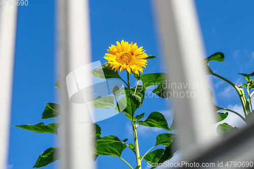 Image of single sunflower behind grid