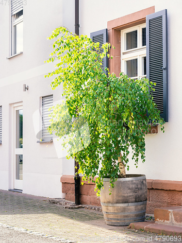 Image of young birch tree in a big pot