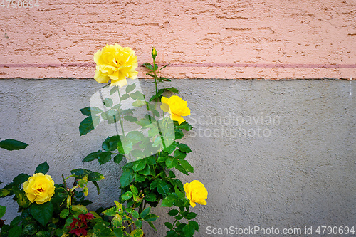 Image of yellow roses bush at a wall
