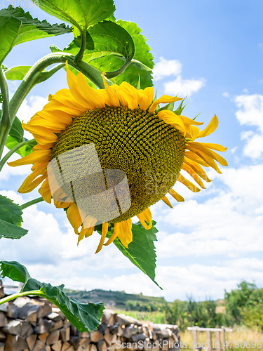 Image of single sunflower blue sky background