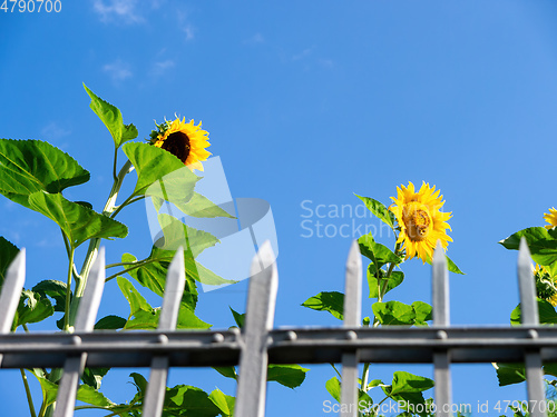 Image of sunflower behind grid