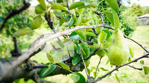 Image of green pear on a tree