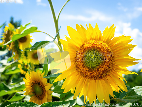 Image of some sunflowers on a sunny day