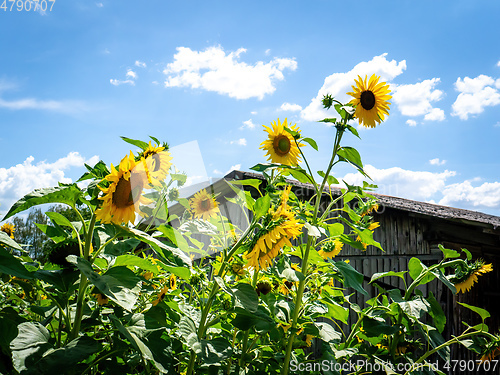 Image of some sunflowers with a hut