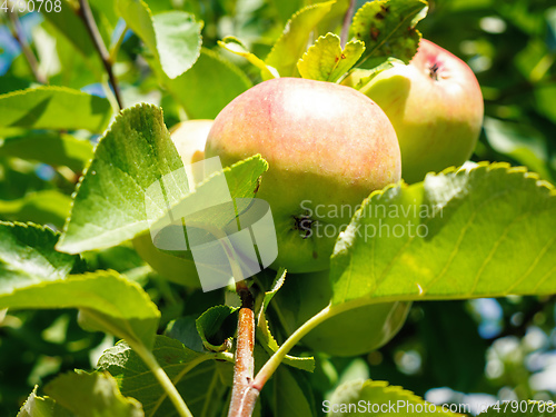 Image of some fresh apples on a tree