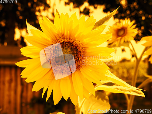 Image of some sunflowers sunset