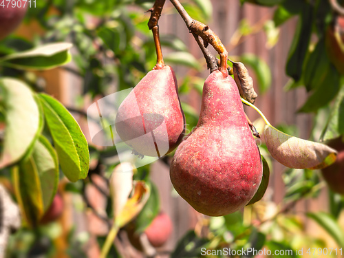 Image of some red pears on a tree