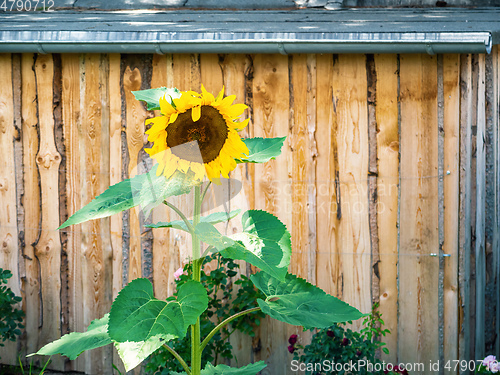 Image of some sunflowers with a hut