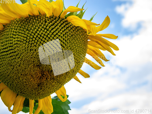Image of single sunflower blue sky background