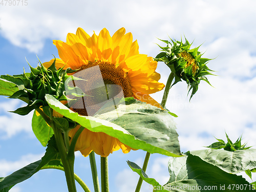 Image of single sunflower on a sunny day